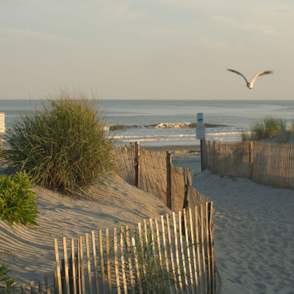 Meet your Posher, Ruby - Picture 1 of 1